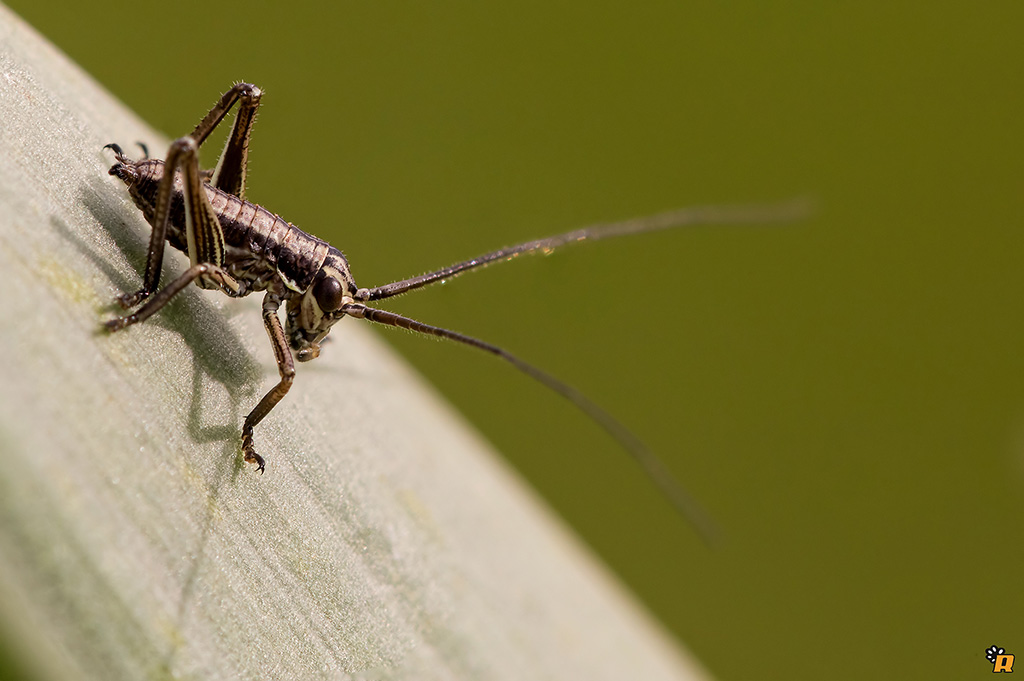 Pholidoptera griseoaptera?